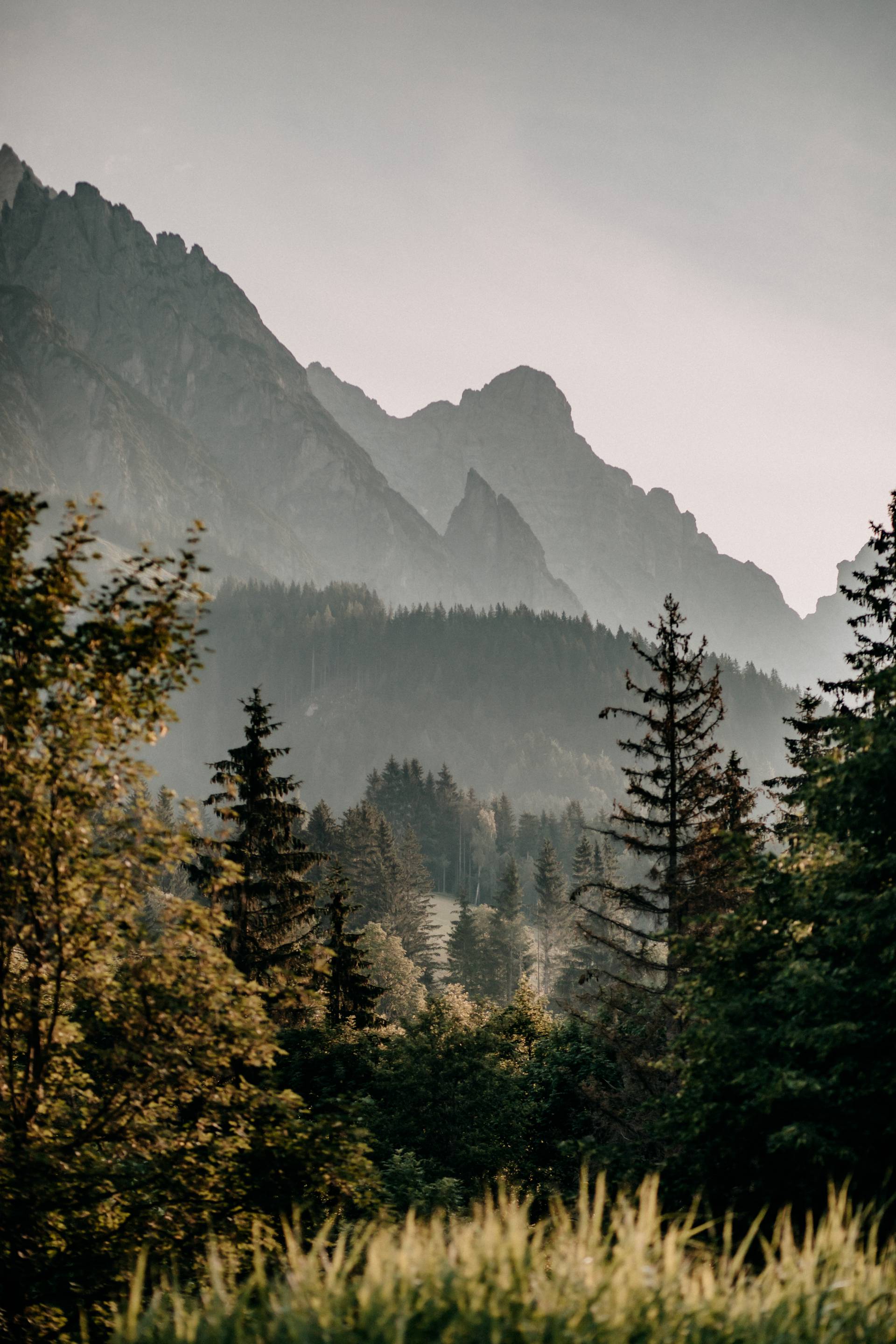 Sommer im Salzburger Land - Berglandschaft mit Tannen