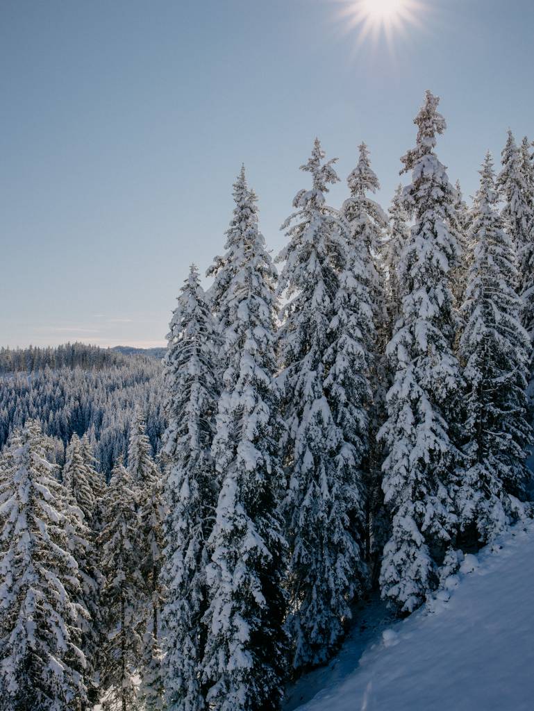 Schneebedeckte Tannen Österreich 