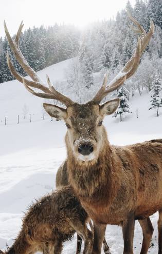 Dammhirsch im Schnee