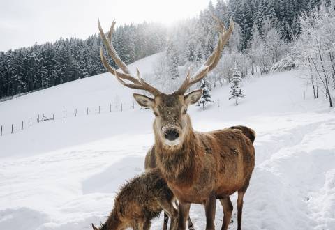 Dammhirsch im Schnee
